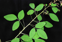 Lespedeza thunbergii