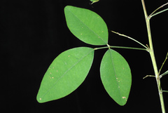 Lespedeza thunbergii