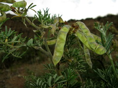 Salweenia wardii