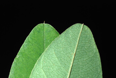 Lespedeza thunbergii
