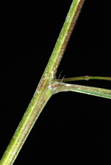 Lespedeza thunbergii