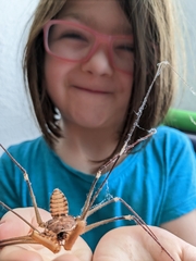 Acanthophrynus coronatus