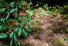Lespedeza thunbergii