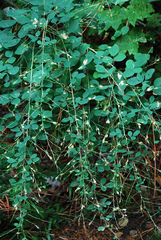 Lespedeza thunbergii