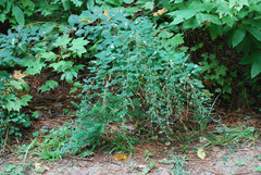 Lespedeza thunbergii