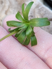 Anemone edwardsiana