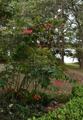 Begonia coccinea