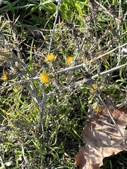 Centaurea solstitialis