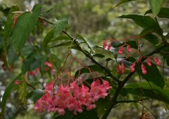 Begonia coccinea