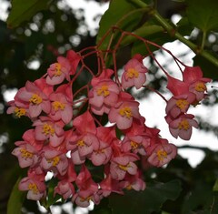 Begonia coccinea