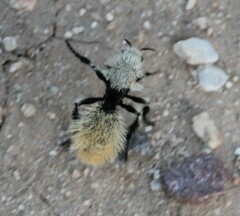 Dasymutilla magna