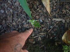 Alectryon excelsus excelsus