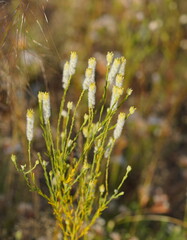 Pimelea trichostachya