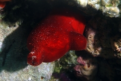 Halocynthia papillosa