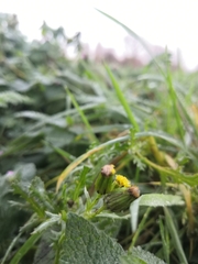 Senecio vulgaris