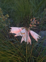 Eulophia welwitschii