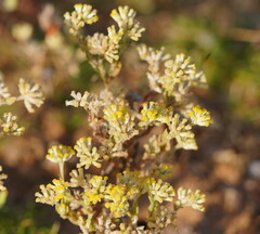 Rhodanthe tietkensii