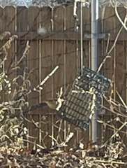 Thryothorus ludovicianus