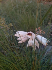 Eulophia welwitschii