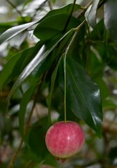 Syzygium boonjee