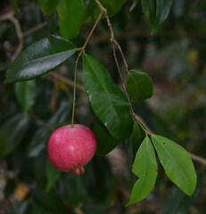 Syzygium boonjee