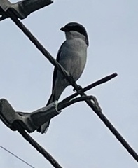 Lanius ludovicianus