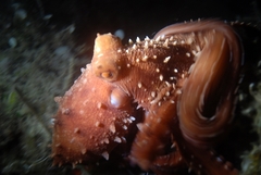 Callistoctopus macropus