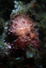 Callistoctopus macropus