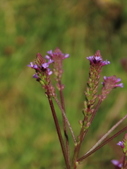 Verbena litoralis