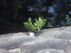 Adiantum capillus-veneris