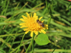 Eristalinus taeniops