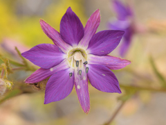 Malesherbia linearifolia