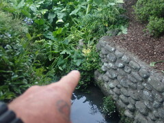 Tradescantia fluminensis