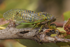 Chilecicada occidentis
