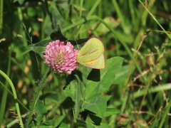 Colias dimera