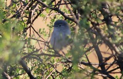 Polioptila