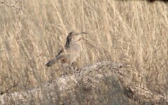 Toxostoma crissale