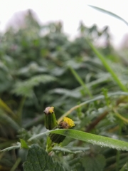 Senecio vulgaris