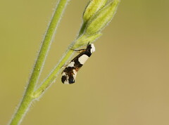 Monopis icterogastra