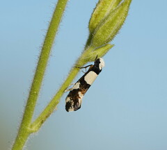 Monopis icterogastra