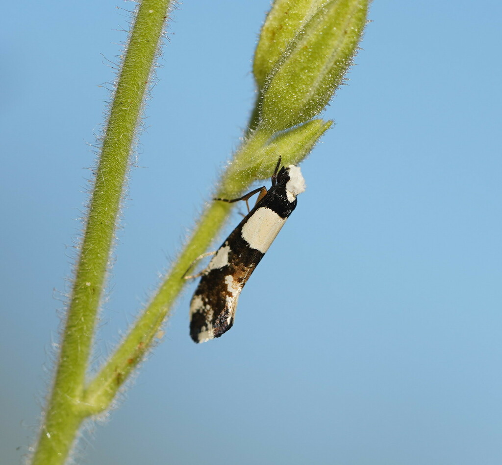 Tineinae