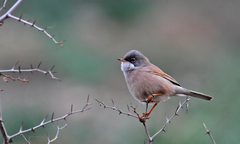 Curruca conspicillata