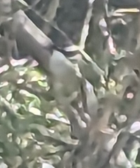 Melithreptus validirostris