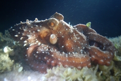 Callistoctopus macropus