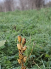 Linaria vulgaris