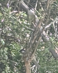 Melithreptus validirostris