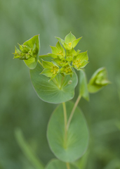 Bupleurum rotundifolium