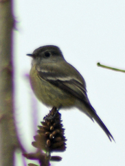 Empidonax hammondii
