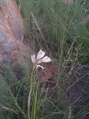 Eulophia welwitschii