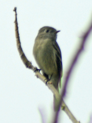Empidonax hammondii